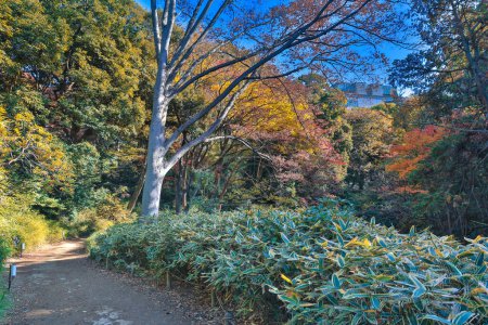 Foto de Nov 29 2023 el jardín zen en Rikugi en Gardens, Japón - Imagen libre de derechos