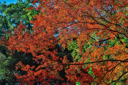 Foto de Nov 29 2023 un jardín japonés que consiste en árboles de hojas de otoño - Imagen libre de derechos
