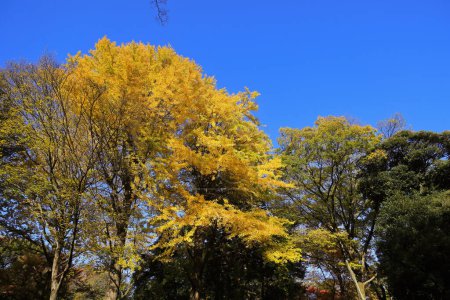 Téléchargez les photos : 29 nov. 2023 Forêt tranquille aux feuilles jaunes et au ciel clair. - en image libre de droit