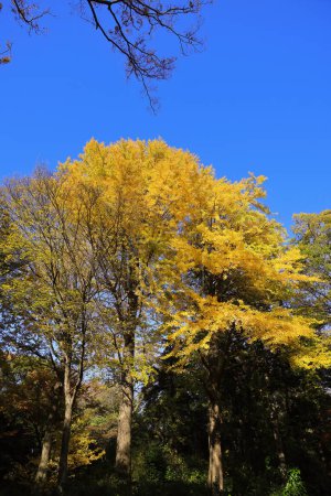 Photo for Nov 29 2023 Tranquil forest with yellow leaves and clear sky. - Royalty Free Image