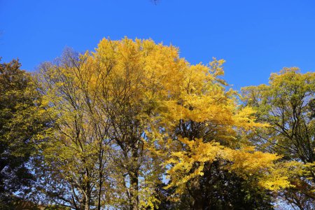 Foto de Nov 29 2023 Bosque tranquilo con hojas amarillas y cielo despejado. - Imagen libre de derechos