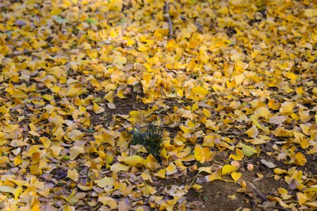 Téléchargez les photos : 29 nov. 2023 Abondance de fleurs jaunes dans un champ un jour d'automne. - en image libre de droit