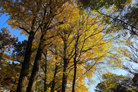 Foto de Nov 29 2023 Bosque tranquilo con hojas amarillas y cielo despejado. - Imagen libre de derechos
