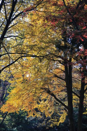 Téléchargez les photos : Nov 29 2023 Les feuilles du jardin, rikugi en gardens - en image libre de droit