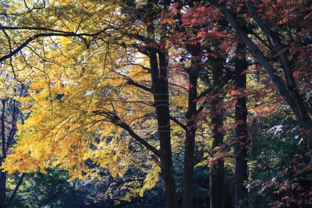 Téléchargez les photos : 29 nov. 2023 Feuillage d'automne Gros plan dans la forêt vide avec des arbres verts - en image libre de droit