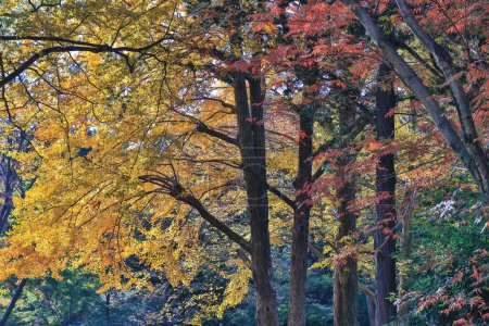 Foto de Nov 29 2023 Primeros planos del follaje otoñal en un bosque vacío con árboles verdes - Imagen libre de derechos