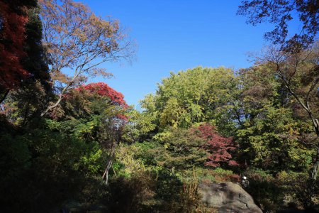 Téléchargez les photos : Arbres colorés dans le parc asiatique, vue de jour - en image libre de droit