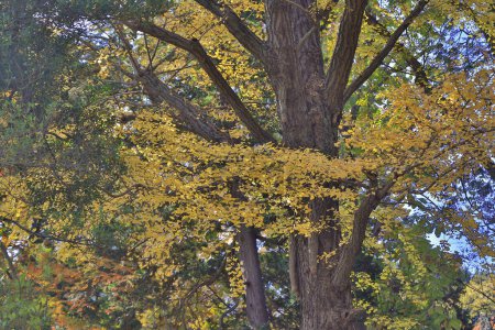 Foto de Nov 29 2023 Primeros planos del follaje otoñal en un bosque vacío con árboles verdes - Imagen libre de derechos