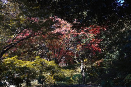 Foto de Nov 29 2023 Una belleza botánica floreciente en el bosque de otoño - Imagen libre de derechos