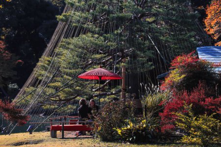 Téléchargez les photos : 29 nov. 2023 jardin japonais traditionnel le plus célèbre de Tokyo - en image libre de droit