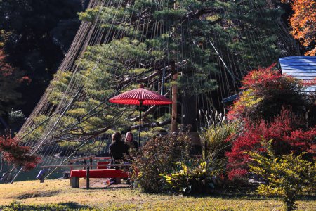 Foto de Nov 29 2023 Jardín japonés tradicional más famoso de Tokio - Imagen libre de derechos