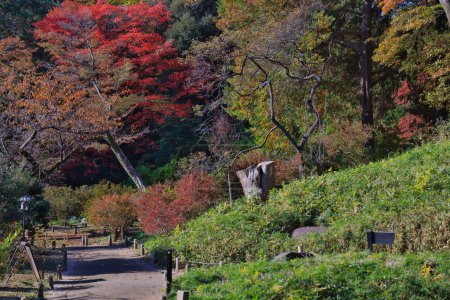 Téléchargez les photos : Arbres colorés dans le parc asiatique, vue de jour - en image libre de droit