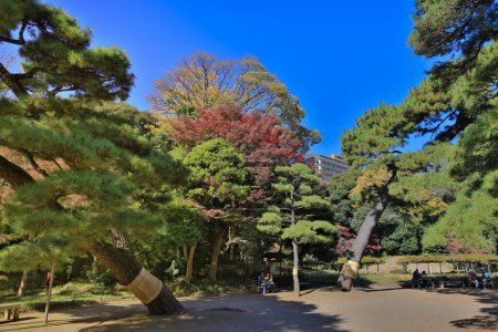 Téléchargez les photos : Nov 29 2023 a Coups de feu paysagers au jardin de Koishikawa Korakuen, - en image libre de droit