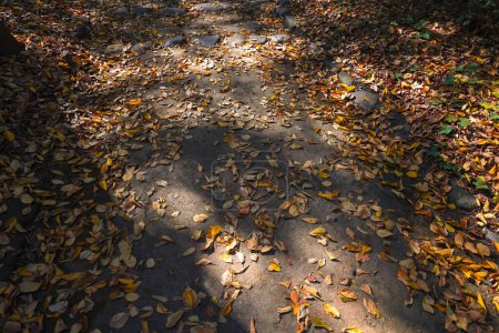 Téléchargez les photos : 29 nov. 2023 la Terre recouverte de feuilles d'automne jaunes - en image libre de droit