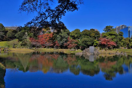 Foto de Nov 29 2023 Hojas de arce japonés en otoño en koishikawa korakuen - Imagen libre de derechos