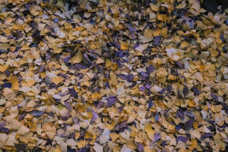 Téléchargez les photos : La Terre couverte de feuilles jaunes d'automne Nov 29 2023 - en image libre de droit
