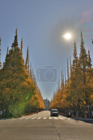 Photo for Nov 28 2023 ginkgo trees in autumn at Meijijingu Gaien in Tokyo - Royalty Free Image