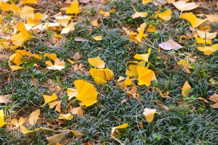 Foto de Nov 28 2023 Colorido follaje otoñal con hojas amarillas en un día soleado. - Imagen libre de derechos