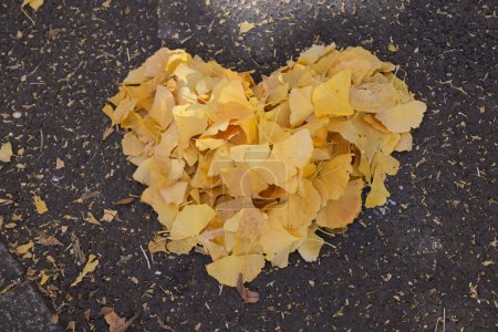 Téléchargez les photos : 28 nov. 2023 Forme de coeur parmi les ginkgo jaunes, Japon - en image libre de droit