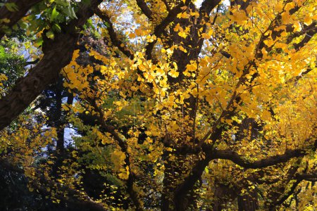 Photo for Nov 28 2023 ginkgo trees in autumn at Meijijingu Gaien in Tokyo - Royalty Free Image