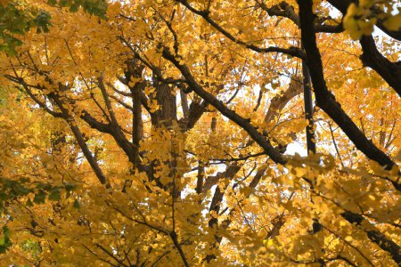 Foto de Nov 28 2023 árboles de ginkgo en otoño en Meijijingu Gaien en Tokio - Imagen libre de derechos