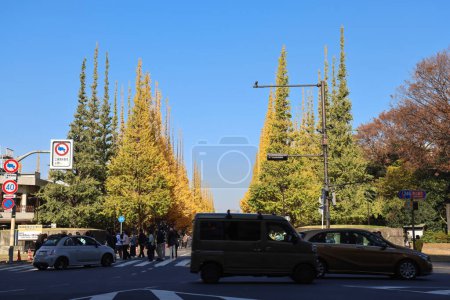 Téléchargez les photos : Nov 28 2023 Rangées de feuilles d'automne ginkgo arbres debout des deux côtés - en image libre de droit