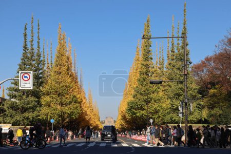 Foto de Nov 28 2023 personas entre los árboles en Jingu Gaien, Chhiyoda Ward, Tokio - Imagen libre de derechos