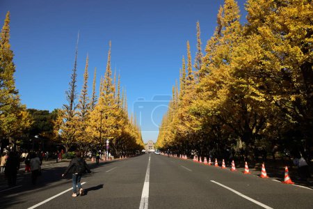 Photo for Nov 28 2023 Rows of autumn leaves ginkgo trees stand both side - Royalty Free Image