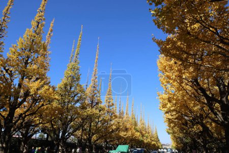 Foto de Nov 28 2023 La avenida de la calle Ginkgo en Meiji Jingu Gaien Park - Imagen libre de derechos