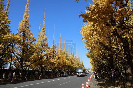 Téléchargez les photos : 28 nov. 2023 L'avenue du Ginkgo dans le parc Meiji Jingu Gaien - en image libre de droit