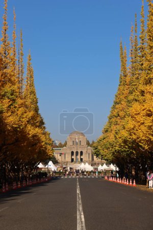 Téléchargez les photos : Nov 28 2023 Rangées de feuilles d'automne ginkgo arbres debout des deux côtés - en image libre de droit