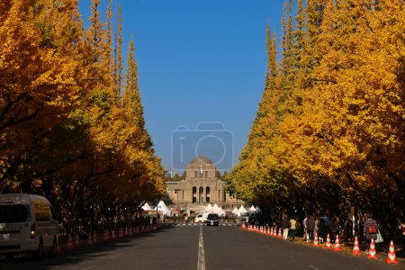 Foto de Nov 28 2023 Filas de hojas de otoño árboles de ginkgo de pie - Imagen libre de derechos