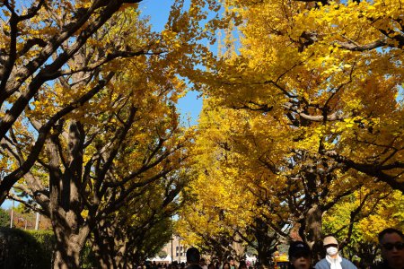 Téléchargez les photos : 28 nov. 2023 L'avenue du Ginkgo dans le parc Meiji Jingu Gaien - en image libre de droit