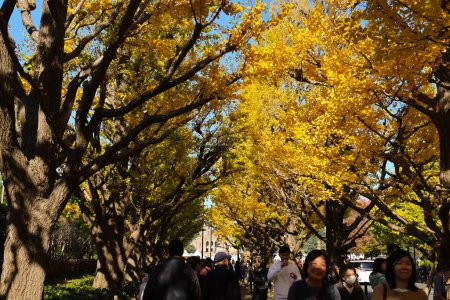 Téléchargez les photos : 28 nov. 2023 ginkgo en automne à Meijijingu Gaien à Tokyo - en image libre de droit
