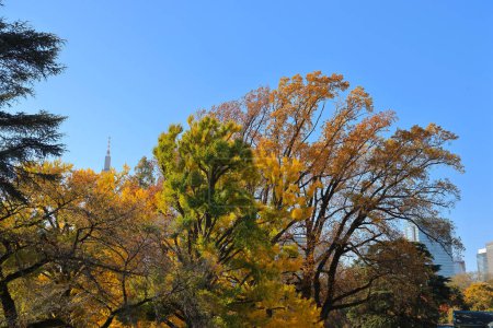 Téléchargez les photos : 28 nov. 2023 Fleur d'automne dans le ciel azur avec feuillage vert et arbre - en image libre de droit