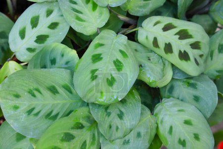 Téléchargez les photos : Feuille verte vibrante avec floraison fraîche et détails botaniques. - en image libre de droit