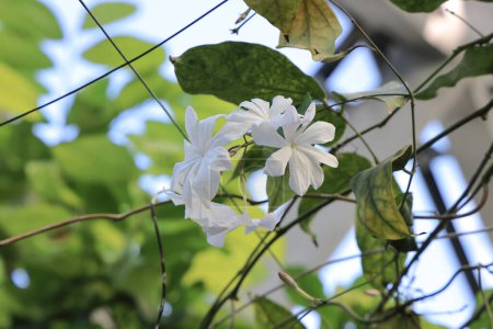 Téléchargez les photos : Une fleur blanche en fleurs sur branche dans la nature - en image libre de droit