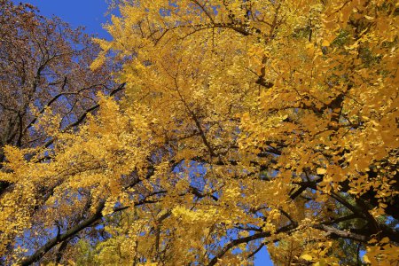 Téléchargez les photos : 28 nov. 2023 Des feuilles jaunes couvrent le sol forestier en solitude automnale - en image libre de droit