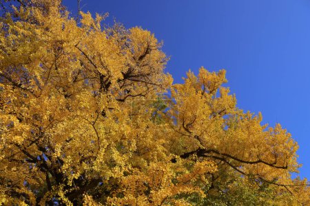 Téléchargez les photos : 28 nov. 2023 Des feuilles jaunes couvrent le sol forestier en solitude automnale - en image libre de droit