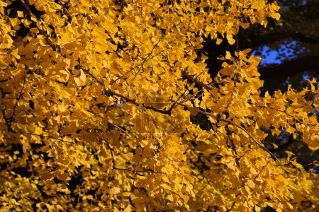 Téléchargez les photos : 28 nov. 2023 Les feuilles des ginkgo jaunissent et tombent à l'automne - en image libre de droit