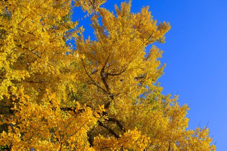 Photo for Nov 28 2023 leaves of the ginkgo trees turn yellow and fall in autumn - Royalty Free Image