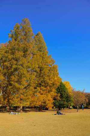 Téléchargez les photos : 28 nov. 2023 Les feuilles des ginkgo jaunissent et tombent à l'automne - en image libre de droit
