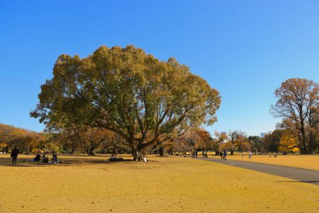 Foto de Nov 28 2023 Vista panorámica de un bosque vacío con cielo azul y árboles - Imagen libre de derechos