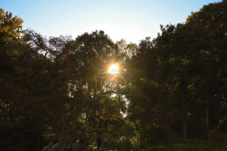 Foto de Nov 28 2023 en el parque japonés. Colores otoñales de arce japonés - Imagen libre de derechos