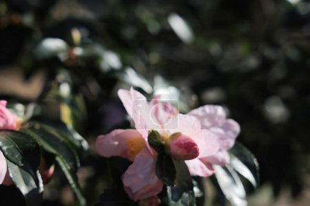 Téléchargez les photos : 28 nov. 2023 Fleur rose délicate sur une branche d'arbre en fleurs - en image libre de droit