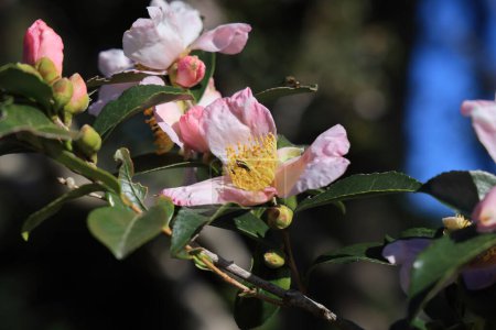 Téléchargez les photos : 28 nov. 2023 Fleur rose délicate sur une branche d'arbre en fleurs - en image libre de droit
