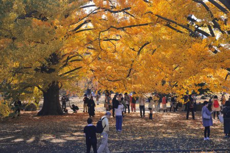 Téléchargez les photos : 28 nov. 2023 Jardin national de Shinjuku Gyoen en automne, Tokyo. - en image libre de droit