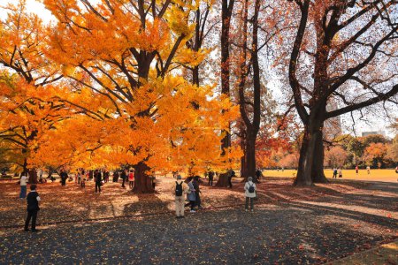 Téléchargez les photos : 28 nov. 2023 Le paysage d'automne dans le parc Gyoen de Shinjuku, - en image libre de droit