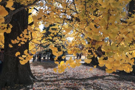 Foto de Nov 28 2023 personas disfrutando del follaje otoñal en el bosque. - Imagen libre de derechos