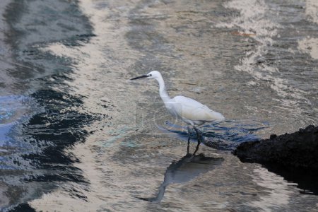 Foto de Un magnífico pájaro blanco llamado la gran garza - Imagen libre de derechos